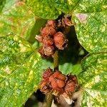 Melochia nodiflora Fruto