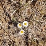 Erigeron compositus Λουλούδι