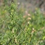 Artemisia chamaemelifolia Leaf