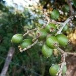 Myrcia splendens Fruit