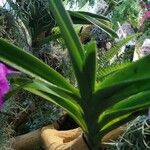 Zygopetalum maculatum Hoja