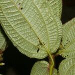 Miconia crenata Leaf