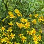 Senecio brasiliensis Flor