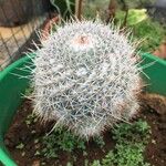 Echinocereus dasyacanthus Yaprak