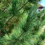 Pinus sibirica Folha