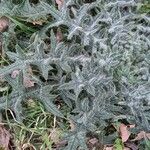 Cirsium vulgare Hoja