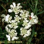 Orlaya grandiflora 花