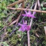 Calopogon tuberosus Flor