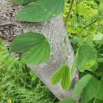 Bauhinia variegata Leaf