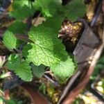 Salvia roemeriana Folla
