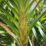 Grammatophyllum speciosum Žievė