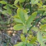 Chrysojasminum fruticans葉