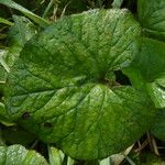 Petasites pyrenaicus Leaf