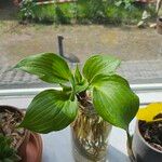 Hosta longipes Blad