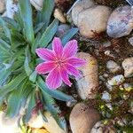 Lewisia longipetala ᱵᱟᱦᱟ