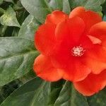 Pereskia bleo Flor