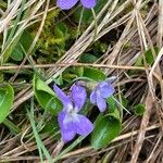 Viola hirta Hoja