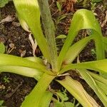 Allium schubertii Leaf