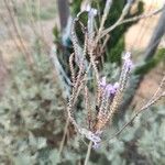 Lavandula pinnata Flower