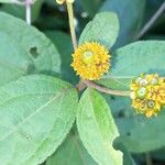 Tilesia baccata Flors