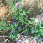 Browallia americana Květ