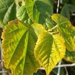 Abutilon megapotamicum Hoja