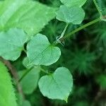 Stellaria nemorum Bark