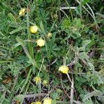 Potentilla heptaphylla Агульны выгляд