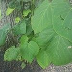 Tilia americanaBlad