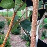 Betula utilis 树皮