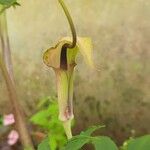 Arisaema tortuosum Flower