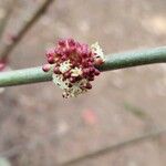 Alchornea davidii Flower