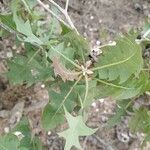 Sonchus pinnatifidus Folio