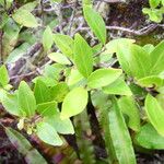 Embelia angustifolia Leaf