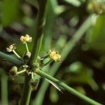 Echinodorus berteroi Habitatea