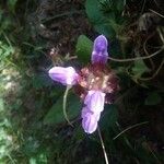 Prunella grandiflora Žiedas