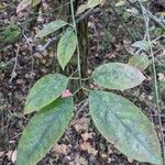 Euonymus atropurpureus Blatt