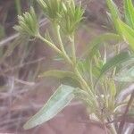 Stevia serrata Агульны выгляд