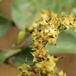 Dialium tessmannii Flor