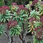 Euphorbia atropurpurea Fleur