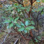 Arbutus xalapensis Habitus