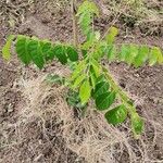 Clausena anisata Blatt