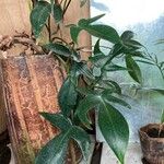 Philodendron bipennifolium Φύλλο
