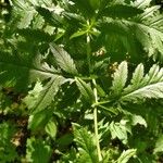 Tanacetum macrophyllum Leaf