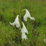 Gladiolus gunnisii Floro