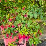 Fuchsia × standishii Máis