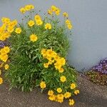 Coreopsis grandifloraКвітка