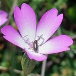 Eudianthe coeli-rosa Flower