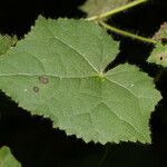 Pavonia cancellata Blad