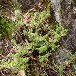 Empetrum nigrum Costuma